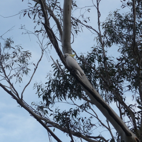 A cocky (cockatoo) A cocky (cockatoo)