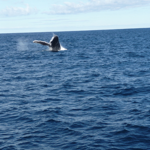 Hunchback jumping out of the sea Hunchback jumping out of the sea