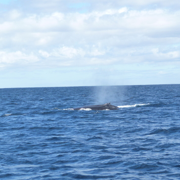 Two Hunchbacks spraying their water fountains Two Hunchbacks spraying their water fountains