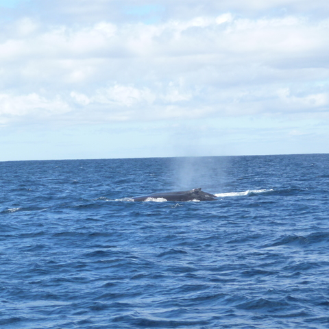 Two Hunchbacks spraying their water fountains Two Hunchbacks spraying their water fountains