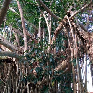 Rainforest near Kuranda Rainforest near Kuranda