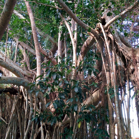Rainforest near Kuranda Rainforest near Kuranda