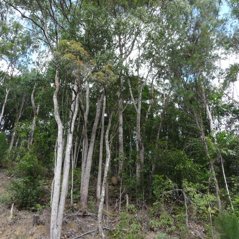 Rainforest near Kuranda Rainforest near Kuranda