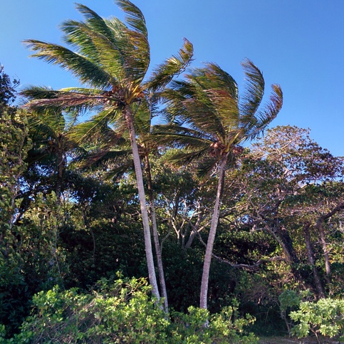 Green Island Green Island