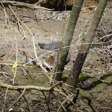 A crocodile sun bathing with open mouth
