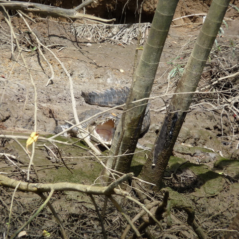 A crocodile sun bathing with open mouth