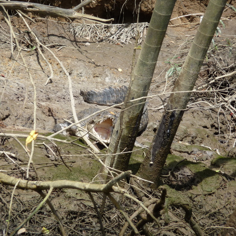 A crocodile sun bathing with open mouth