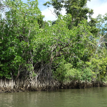 Mangrove on the riverside