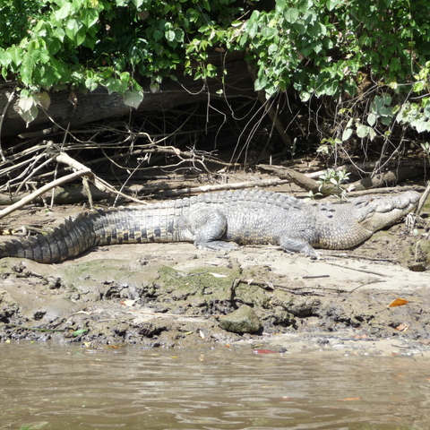 A crocodile sun bathing
