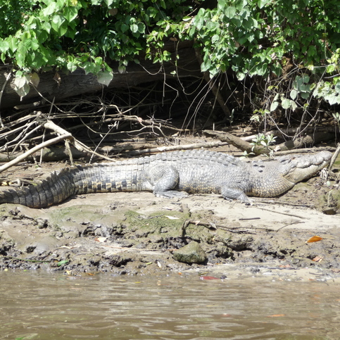 A crocodile sun bathing