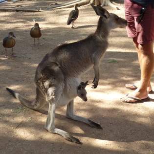 Kangaroo Kangaroo