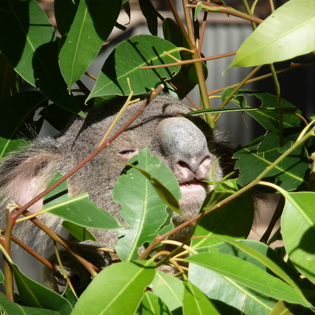 Koala Koala