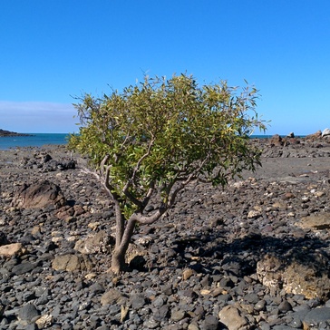 Mangrove on a passing to Wedge Island