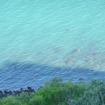 View on turtles from 