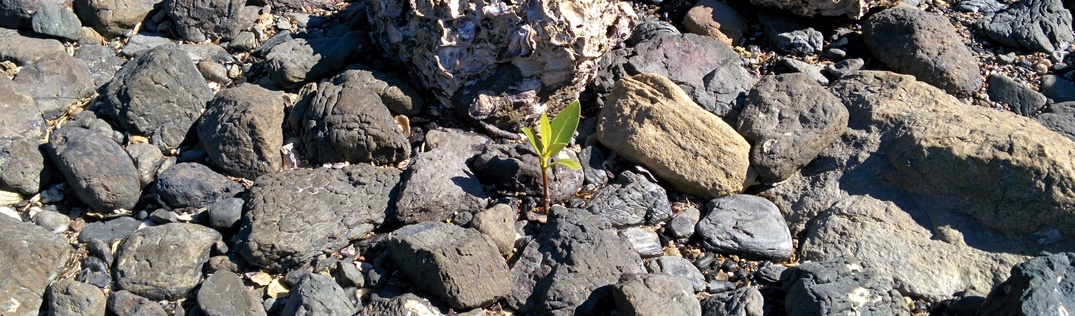 Cape Hillsborough National Park