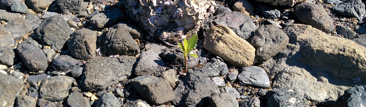 Cape Hillsborough National Park