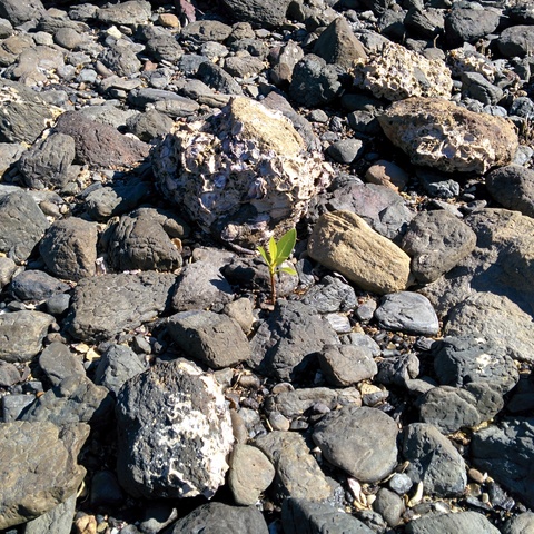 Mini mangrove fully submerged during high tides