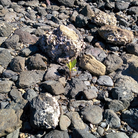 Mini mangrove fully submerged during high tides