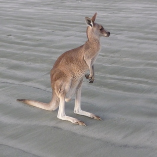 A kangaroo on a beach A kangaroo on a beach