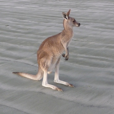 A kangaroo on a beach A kangaroo on a beach