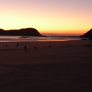 Sunrise with kangaroos on the beach Sunrise with kangaroos on the beach