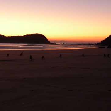 Sunrise with kangaroos on the beach Sunrise with kangaroos on the beach