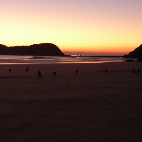 Sunrise with kangaroos on the beach Sunrise with kangaroos on the beach