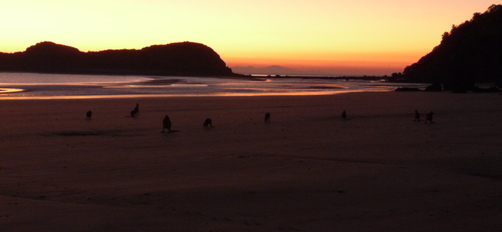 Cape Hillsborough (early morning)