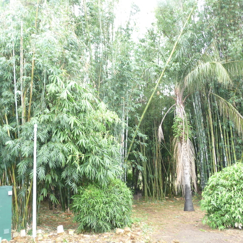 Brisbane's botanical garden has bamboo