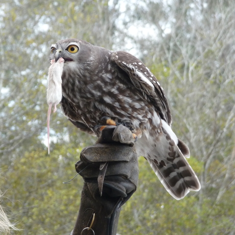 One of the raptors from the bird show being able to eat a mice in a
whole. One of the raptors from the bird show being able to eat a mice in a
whole.