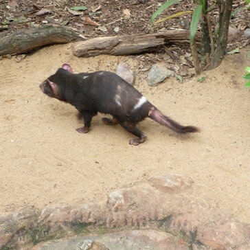 A Tasmanian devil A Tasmanian devil