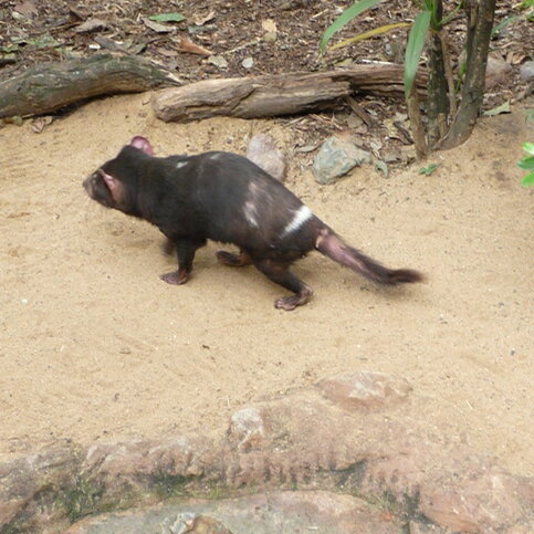 A Tasmanian devil A Tasmanian devil