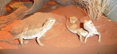 Brisbane Koala Sanctuary