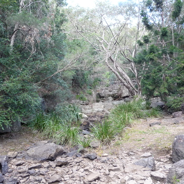 Track to Mount Coot-tha lookout Track to Mount Coot-tha lookout
