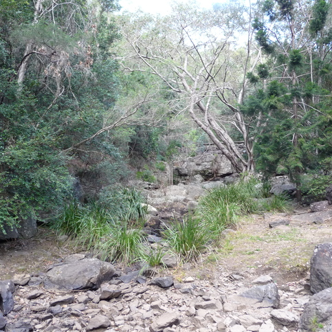 Track to Mount Coot-tha lookout Track to Mount Coot-tha lookout