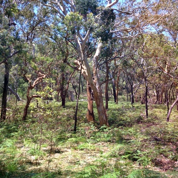 On the way to Lake McKenzie On the way to Lake McKenzie