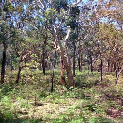 On the way to Lake McKenzie On the way to Lake McKenzie