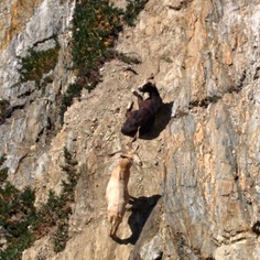 DjangoCon Europe 2014 -- Be aware of the goats! DjangoCon Europe 2014 -- Be aware of the goats!